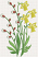 Daffodil Flower Embroidery Designs