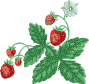 10345 Strawberry machine embroidery No1