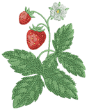 10346 Strawberry machine embroidery No2
